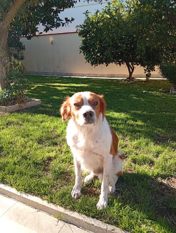 Tommy: giovane bretoncino socievole dolce Foto 5