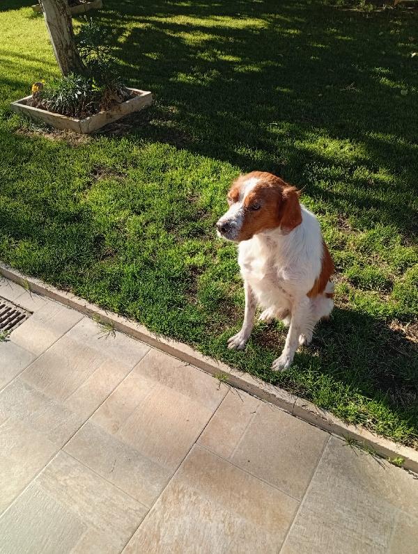 Tommy: giovane bretoncino socievole dolce Foto 6