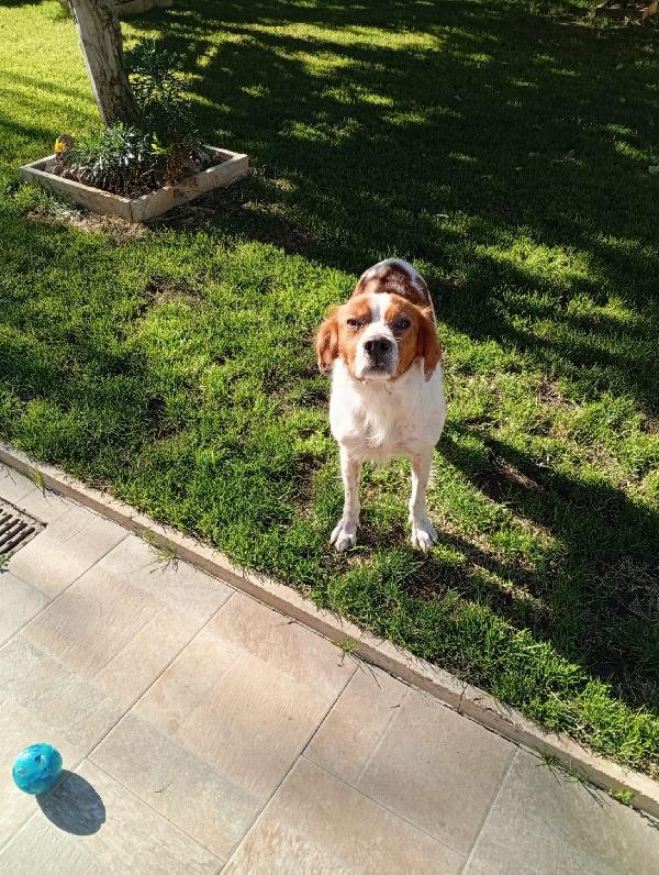 Tommy: giovane bretoncino socievole dolce Foto 7