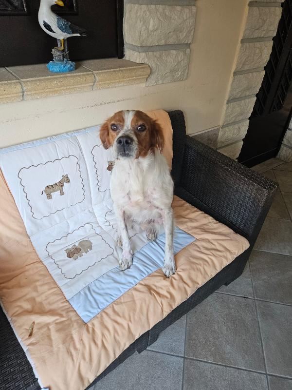 Tommy: giovane bretoncino socievole dolce Foto 8