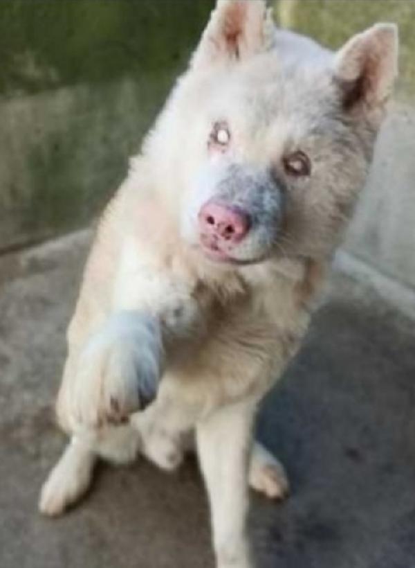 Akitainu Cieco Mollato Dai Padroni In Canile!!