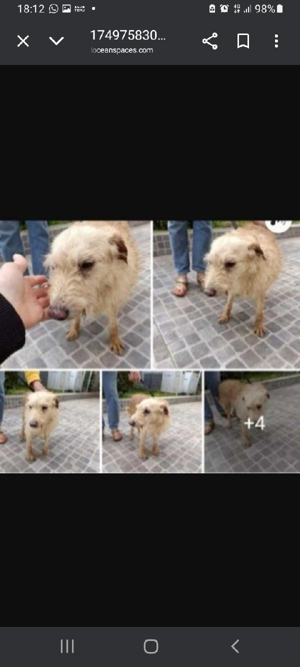 Spillo Piccolo Ed Anziano Solo In Sicilia