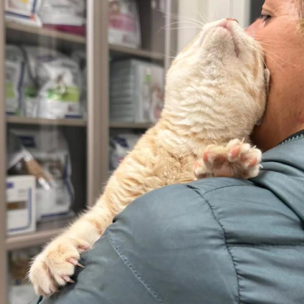 Sabine dolce gattina in adozione Foto 2