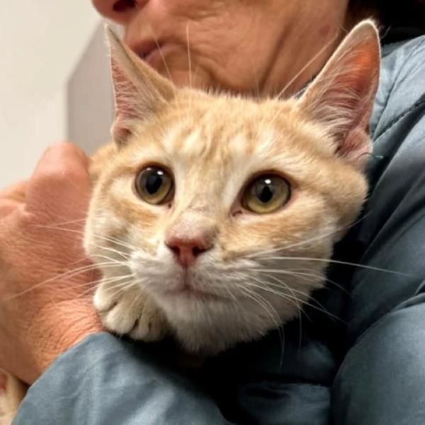 Sabine dolce gattina in adozione Foto 3