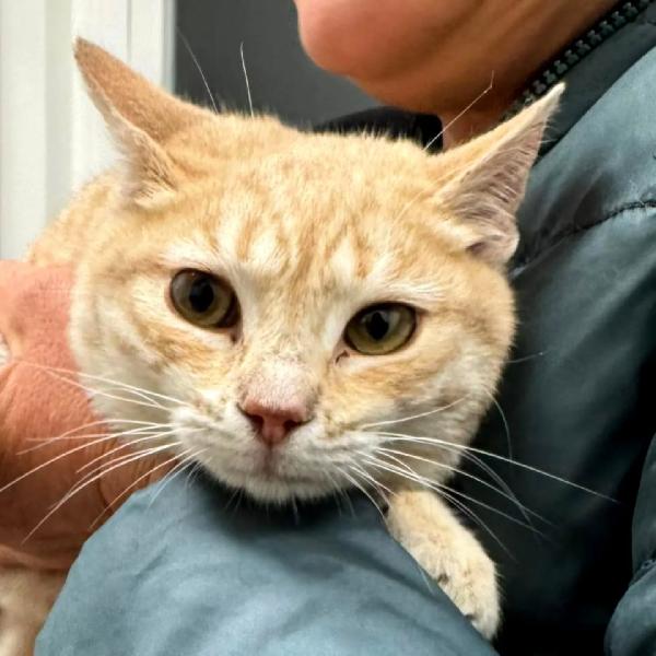 Sabine dolce gattina in adozione Foto 4