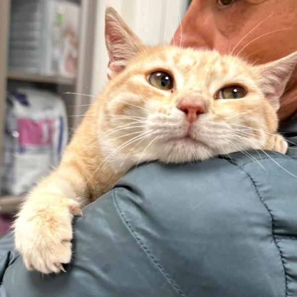 Sabine dolce gattina in adozione Foto 5