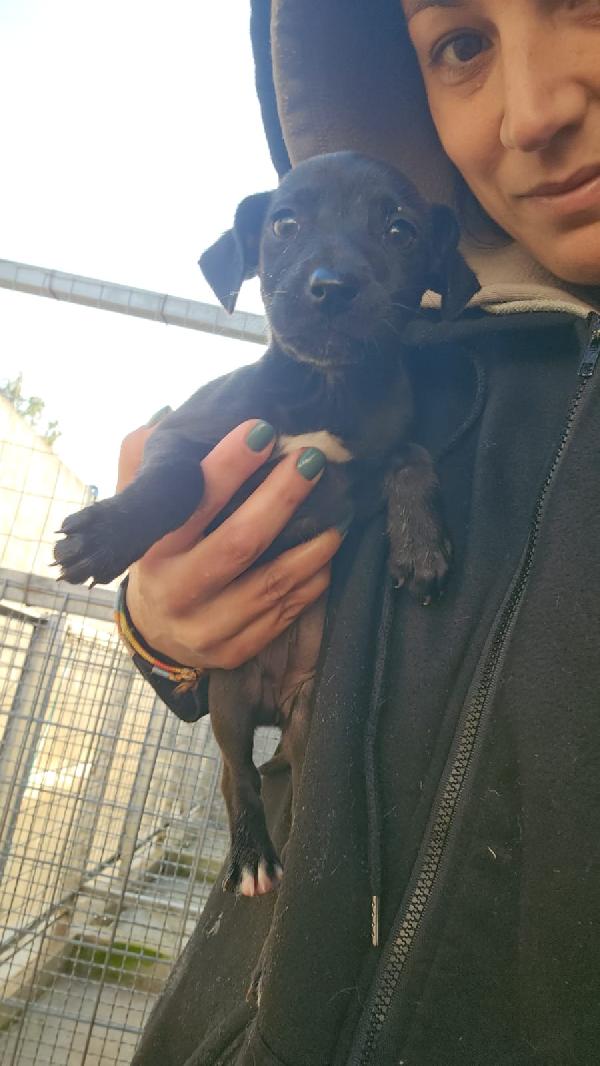 Lavanda Splendida Dolce Cucciola Nera Cerca Famiglia 