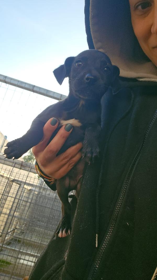 Lavanda splendida dolce cucciola nera cerca famiglia  Foto 2