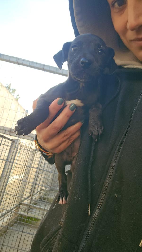 Lavanda splendida dolce cucciola nera cerca famiglia  Foto 3