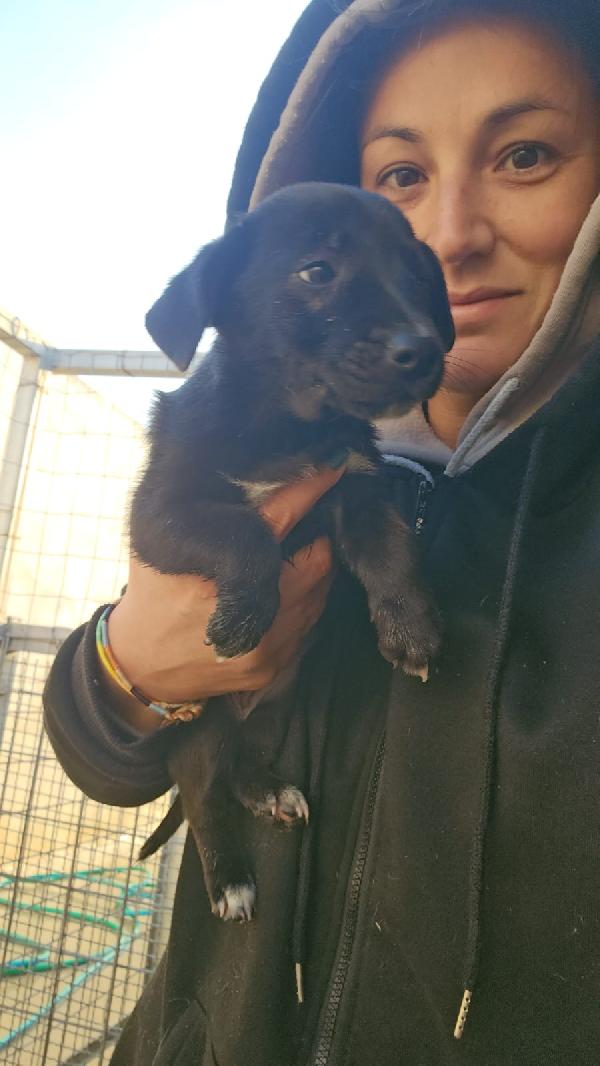 Viola meravigliosa dolce cucciola cerca casa  Foto 2