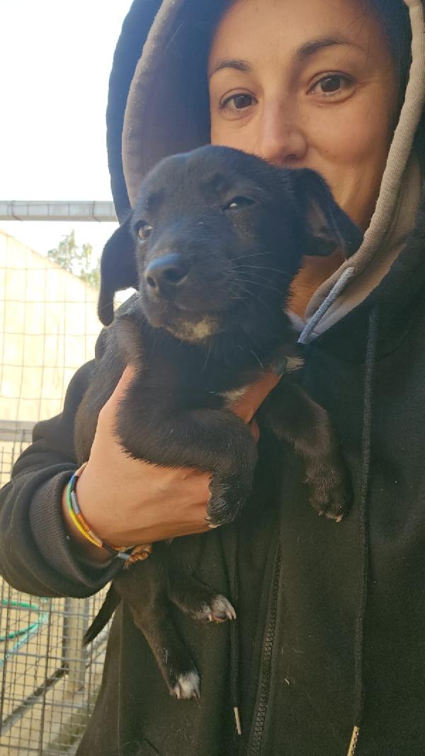 Viola meravigliosa dolce cucciola cerca casa  Foto 3