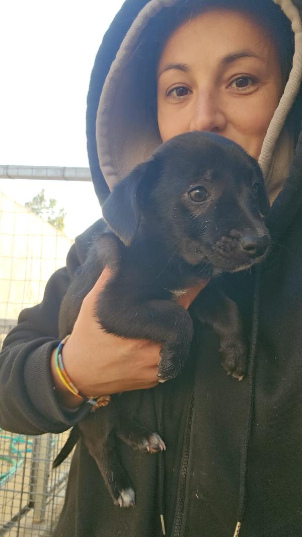 Viola meravigliosa dolce cucciola cerca casa  Foto 4