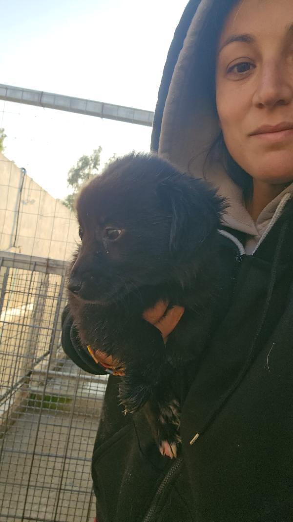 Camomilla Splendida Soffice Cucciola Cerca Casa  Foto 2