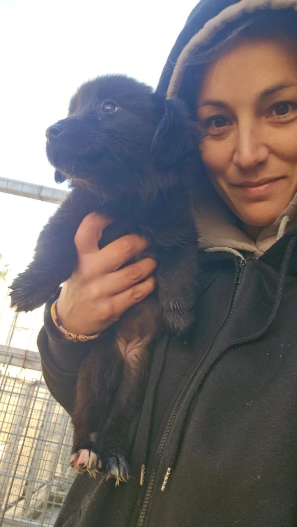 Camomilla Splendida Soffice Cucciola Cerca Casa  Foto 4