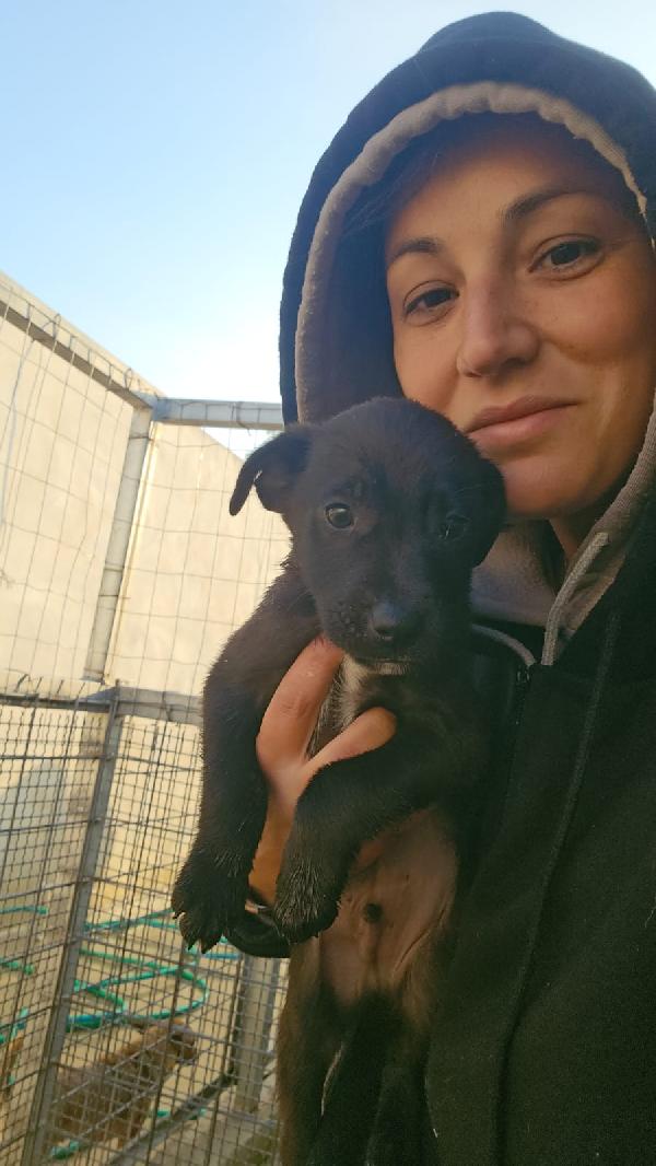 Papavero Meraviglioso Dolce Cucciolo Cerca Famiglia 