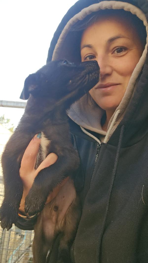 Papavero meraviglioso dolce cucciolo cerca famiglia  Foto 2