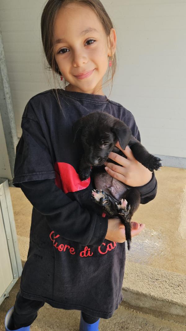 Papavero meraviglioso dolce cucciolo cerca famiglia  Foto 3