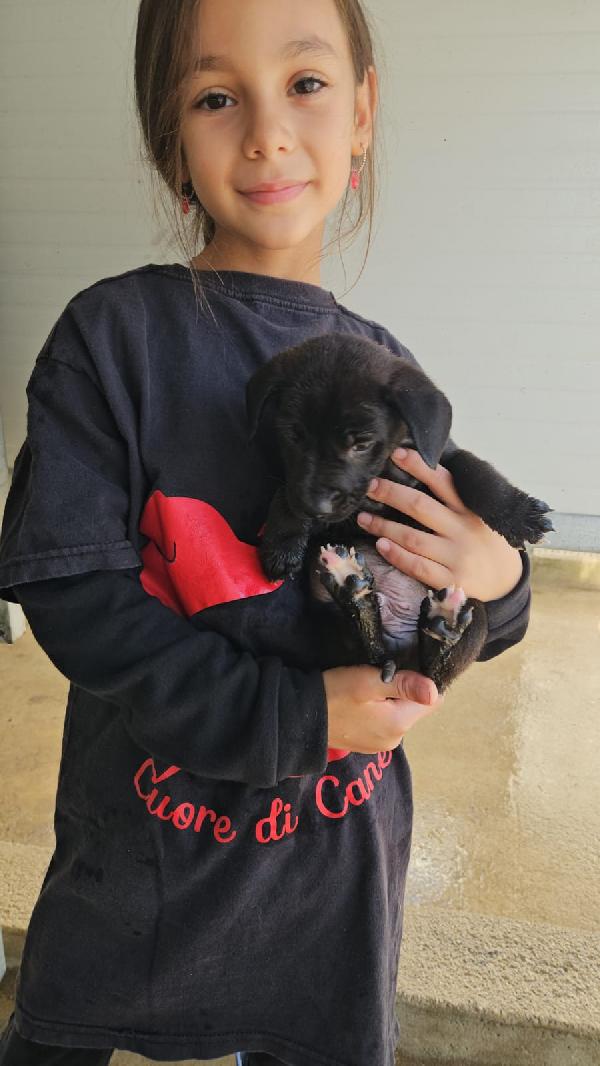 Papavero meraviglioso dolce cucciolo cerca famiglia  Foto 4