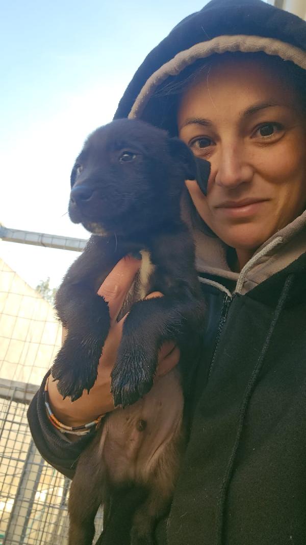 Papavero meraviglioso dolce cucciolo cerca famiglia  Foto 5