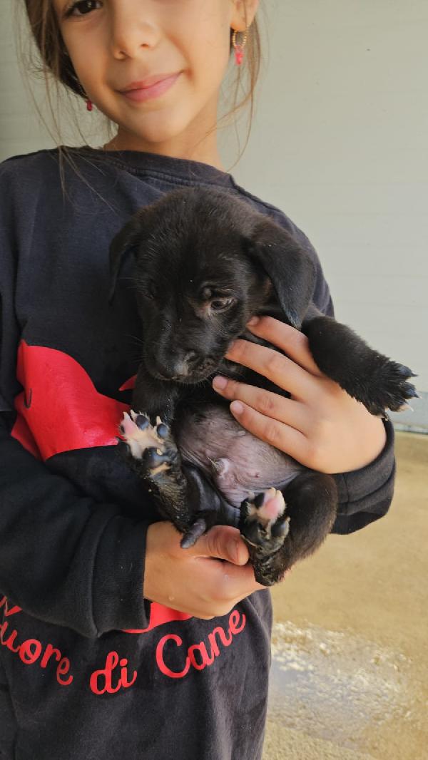 Papavero meraviglioso dolce cucciolo cerca famiglia  Foto 6