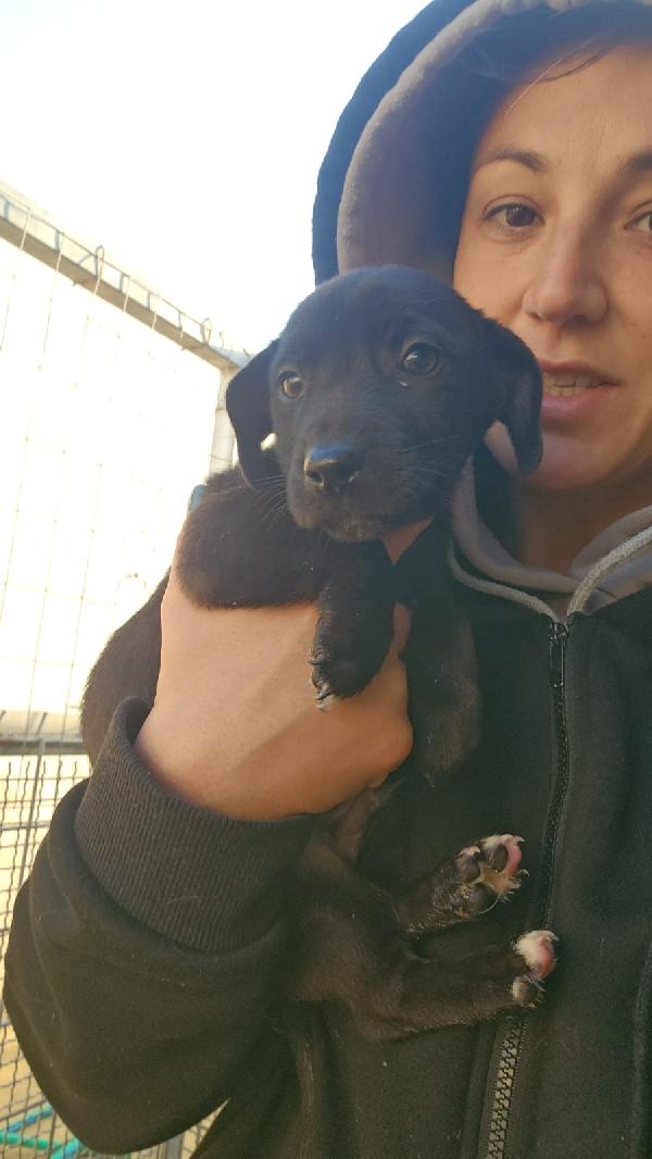 Gelso Meraviglioso Dolce Cucciolo Cerca Casa 