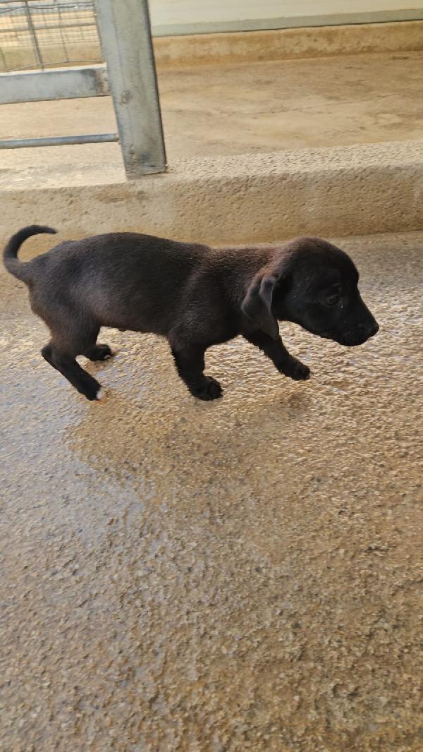 Gelso meraviglioso dolce cucciolo cerca casa  Foto 2