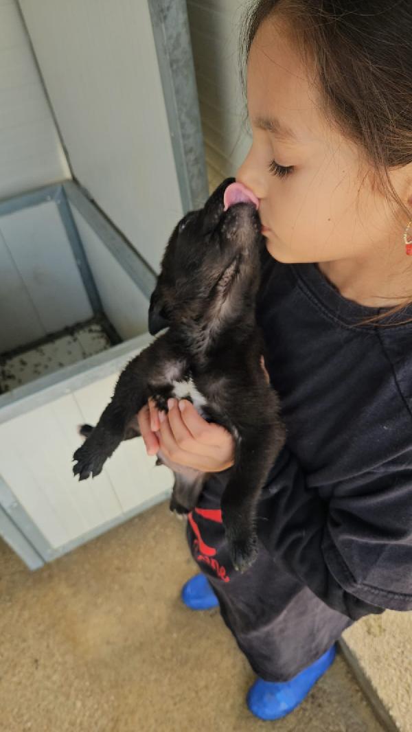 Gelso meraviglioso dolce cucciolo cerca casa  Foto 3