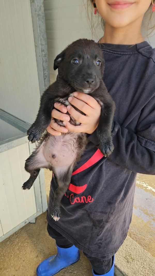 Gelso meraviglioso dolce cucciolo cerca casa  Foto 4