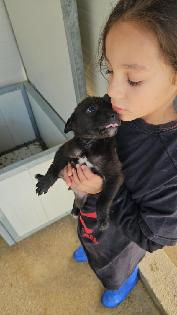 Gelso meraviglioso dolce cucciolo cerca casa  Foto 5