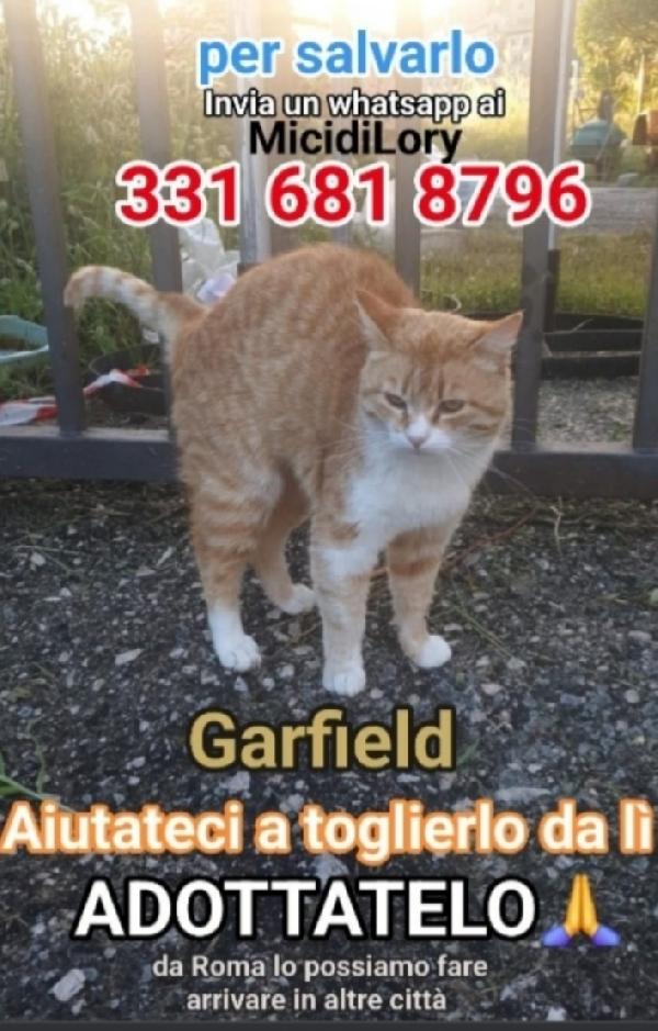 Micio Red Tabby Sos Casa Roma 