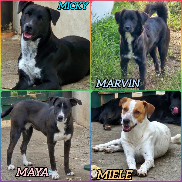 Cuccioli Mix Labrador/Setter 