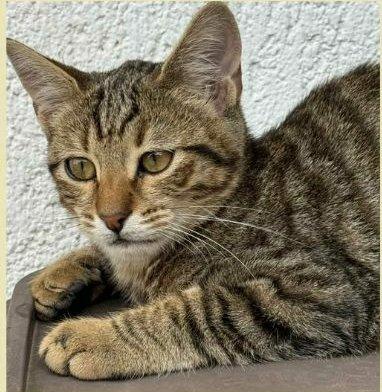 JIMMY, dolce micino in adozione! Foto 3