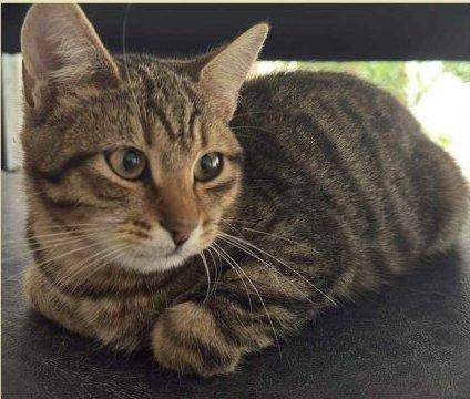 JIMMY, dolce micino in adozione! Foto 4