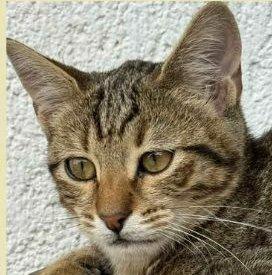 JIMMY, dolce micino in adozione! Foto 5