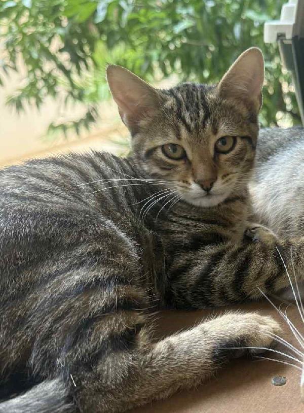 JIMMY, dolce micino in adozione! Foto 6