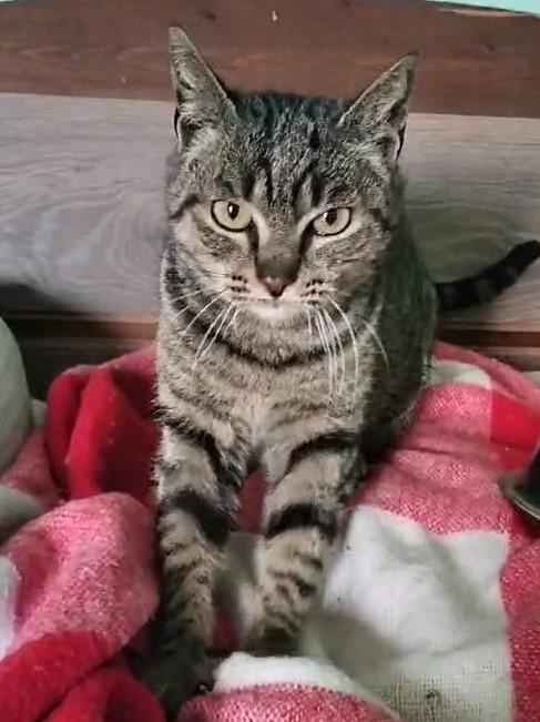 JIMMY, dolce micino in adozione! Foto 7