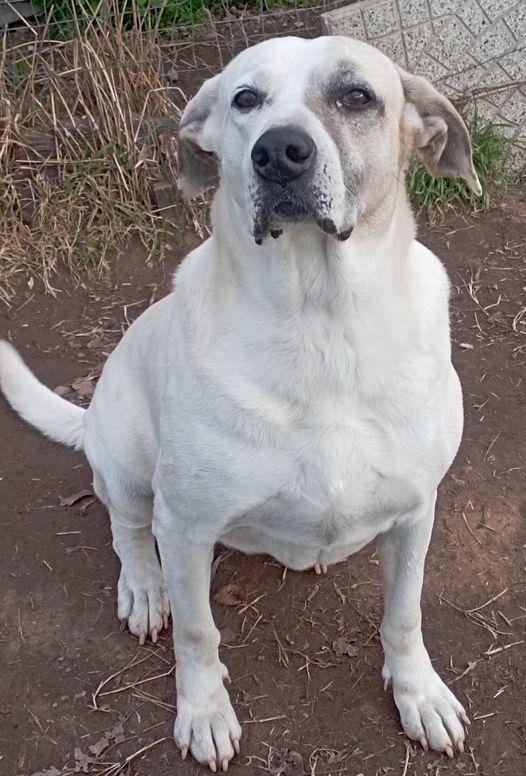 Penny, Nel Rifugio Dal 2016