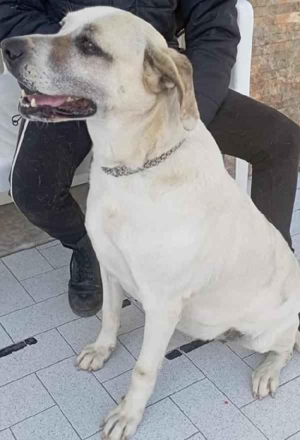 Penny, nel rifugio dal 2016 Foto 2