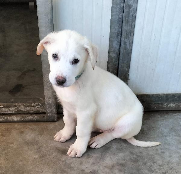 Splendidi cuccioli taglia medio grande in canile  Foto 2