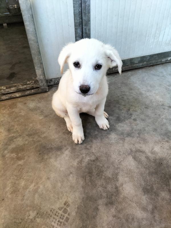 Splendidi cuccioli taglia medio grande in canile  Foto 3