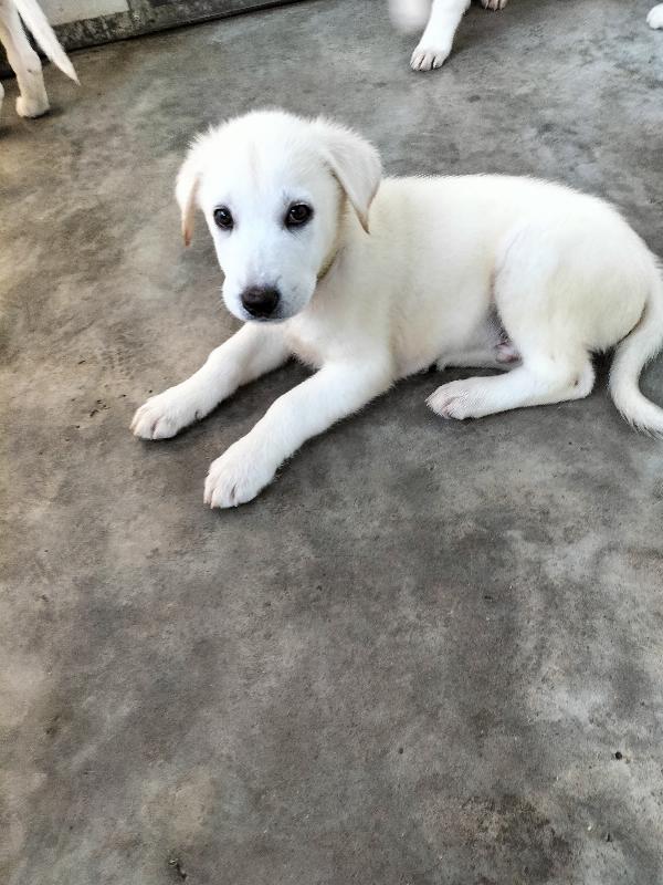 Splendidi cuccioli taglia medio grande in canile  Foto 4