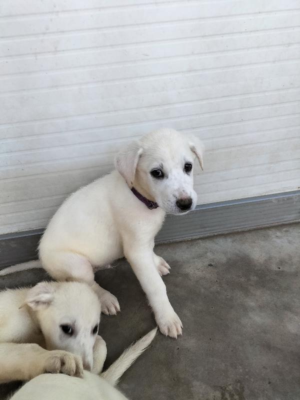 Splendidi cuccioli taglia medio grande in canile  Foto 5