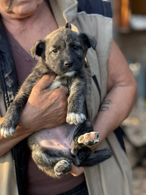 Emma dolce cucciola taglia medio-piccola in adozione  Foto 2