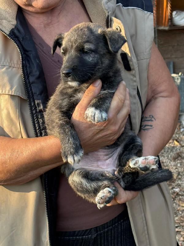 Emma dolce cucciola taglia medio-piccola in adozione  Foto 3