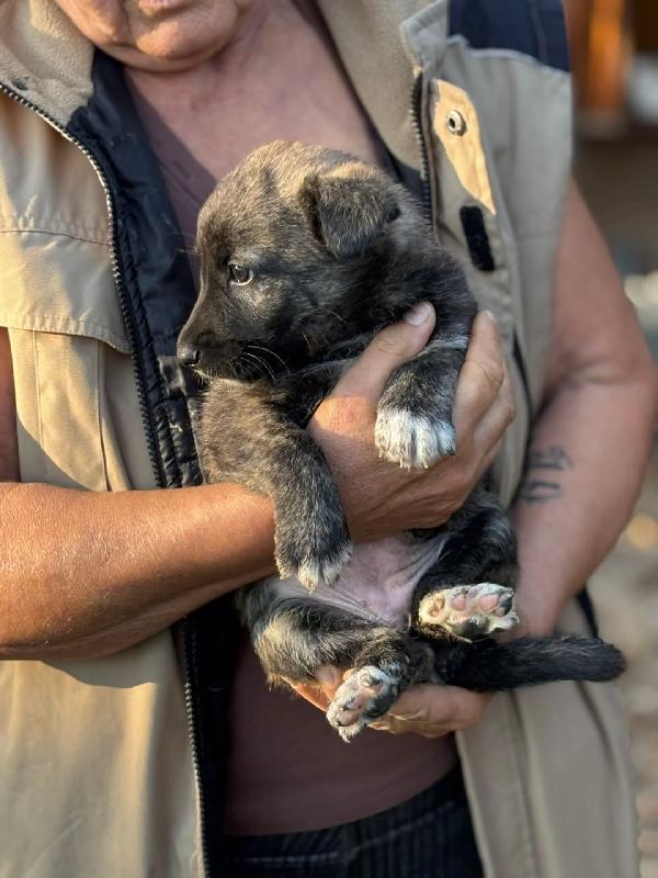 Emma dolce cucciola taglia medio-piccola in adozione  Foto 4