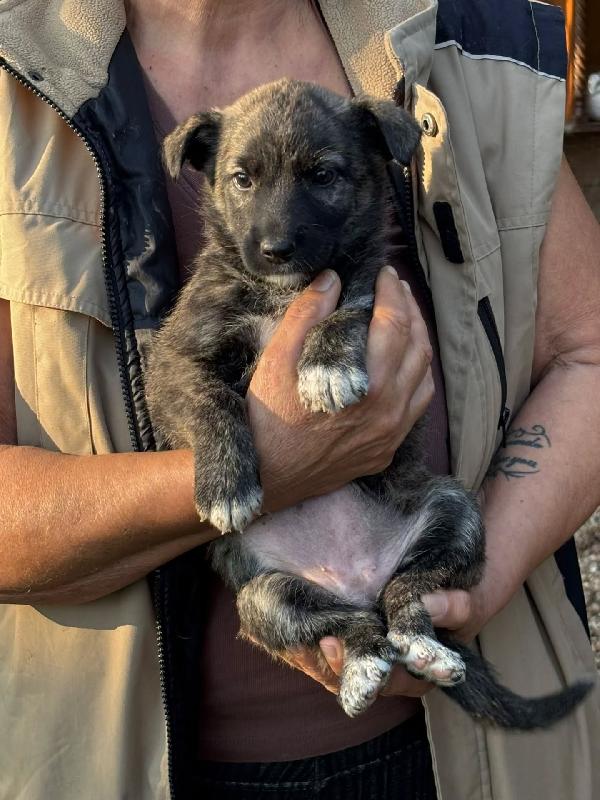 Emma dolce cucciola taglia medio-piccola in adozione  Foto 5