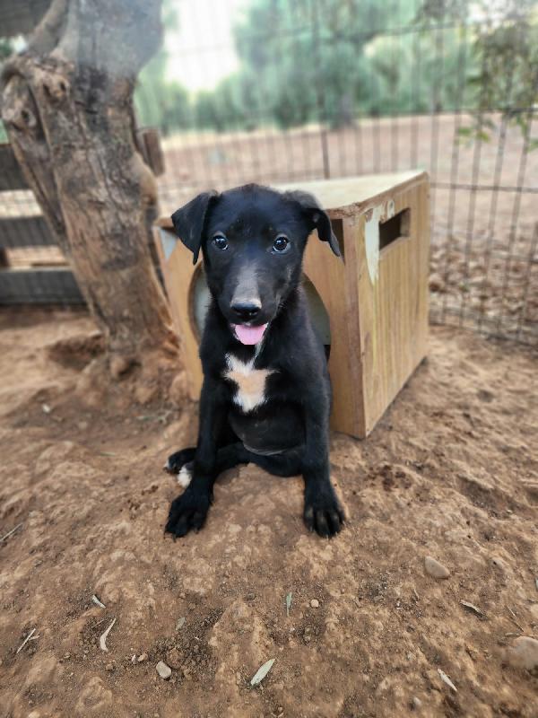 Fiona quasi 5mesi e fratelli INVISIBILI  Foto 3
