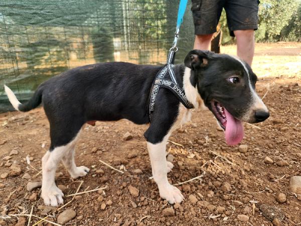 Fiona quasi 5mesi e fratelli INVISIBILI  Foto 5