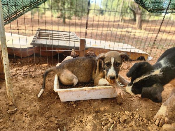 Fiona quasi 5mesi e fratelli INVISIBILI  Foto 10