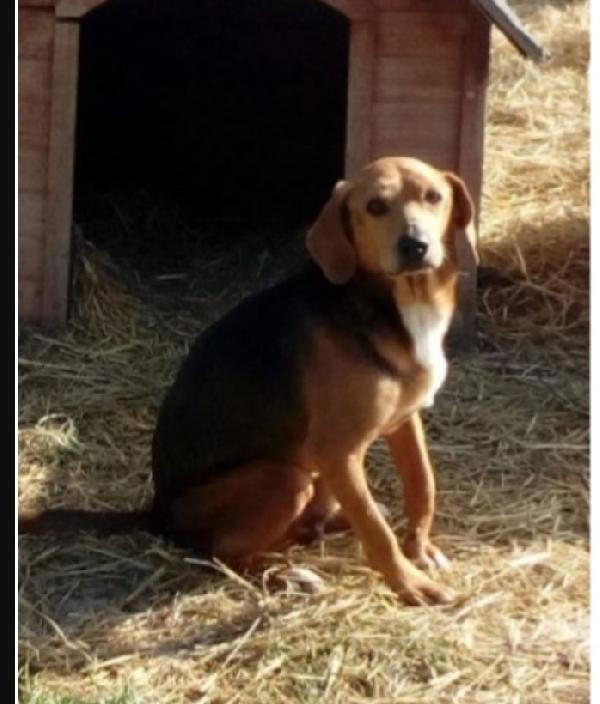 Jeff Mix Beagle Adulto Adozione Del Cuore.marche